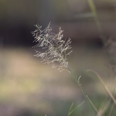 Sporobolus caroli, photographed by Kym Nicolson