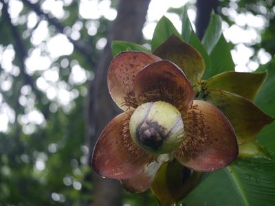 Ensete superbum, photographed by Dinesh Valke