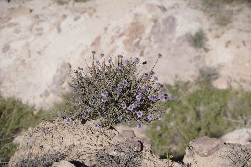 Globularia arabica, photographed by Thibaud Aronson