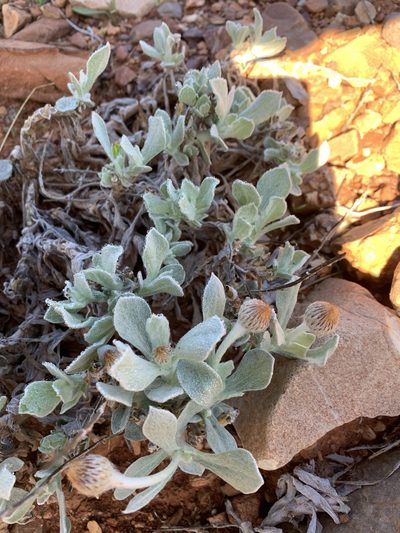 Anemocarpa podolepidium, photographed by Guy Taseski