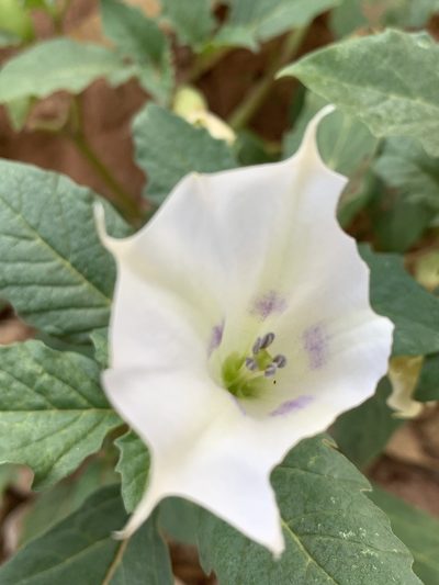 Datura leichhardtii, photographed by Guy Taseski