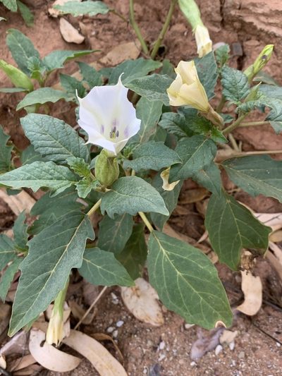 Datura leichhardtii, photographed by Guy Taseski