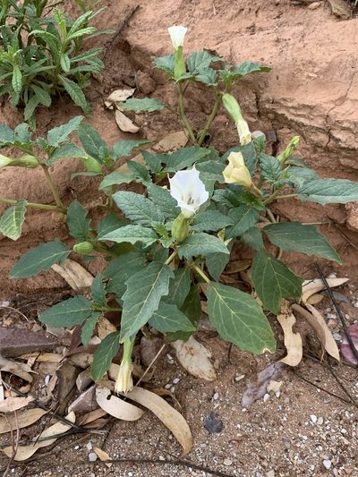 Datura leichhardtii, photographed by Guy Taseski