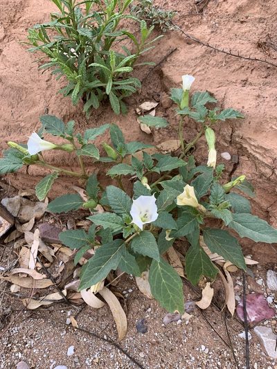 Datura leichhardtii, photographed by Guy Taseski