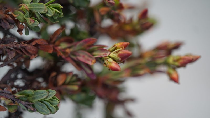 Hypericum brevistylum, photographed by Jairo Pinto