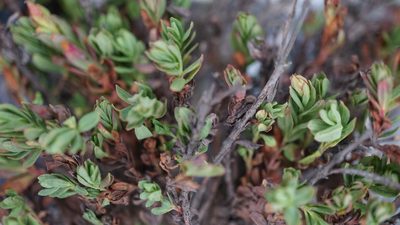 Hypericum brevistylum, photographed by Jairo Pinto