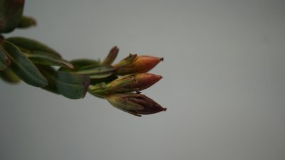 Hypericum brevistylum, photographed by Jairo Pinto