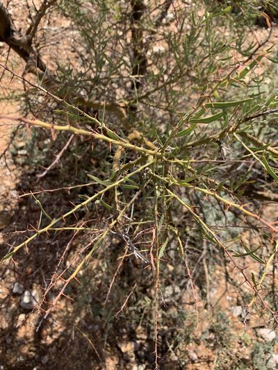 Acacia victoriae, photographed by Guy Taseski