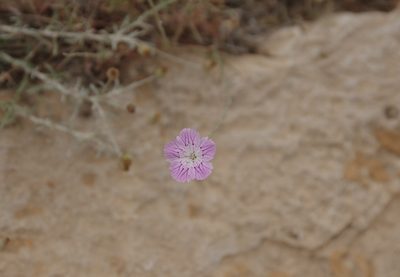 Dianthus strictus, photographed by Thibaud Aronson