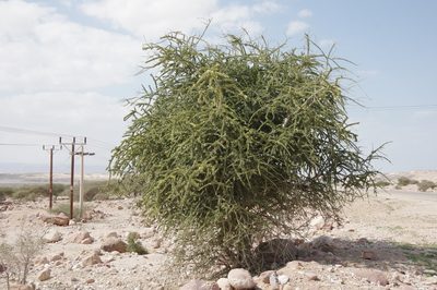 Maerua crassifolia, photographed by Thibaud Aronson