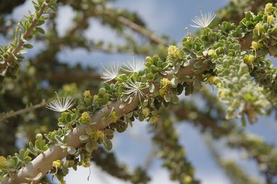 Maerua crassifolia, photographed by Thibaud Aronson