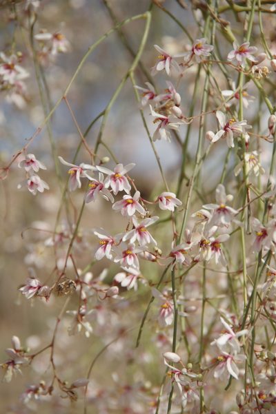 Moringa peregrina, photographed by Thibaud Aronson