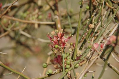 Capparis decidua, photographed by Thibaud Aronson