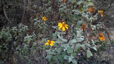 Calanticaria greggii, photographed by Leticia Jiménez Hernández