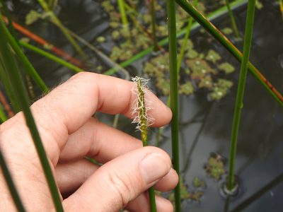 Eleocharis dulcis, photographed by Greg Tasney