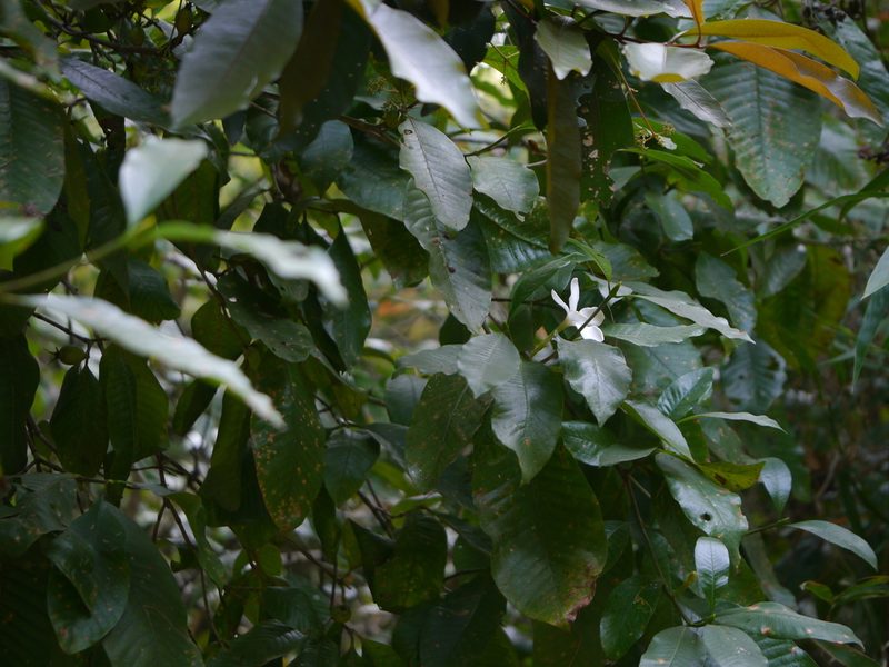 Gardenia resinifera, photographed by Dinesh Valke