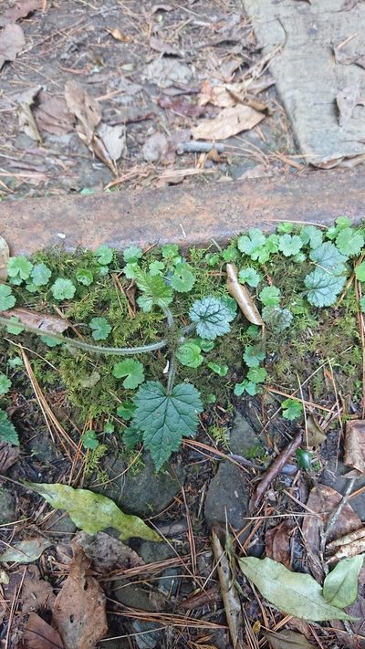 Asimitellaria formosana, photographed by 沈玟伶(Wen-Ling Shen)