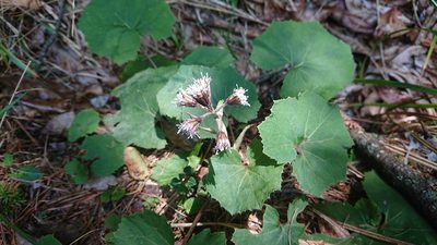 Petasites formosanus, photographed by 沈玟伶(Wen-Ling Shen)