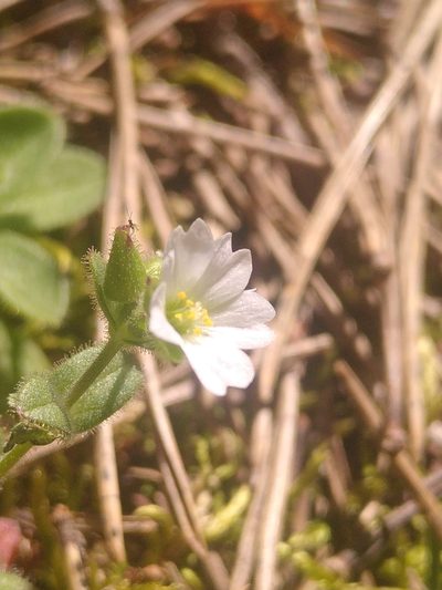 Cerastium gracile, photographed by Yves Bas