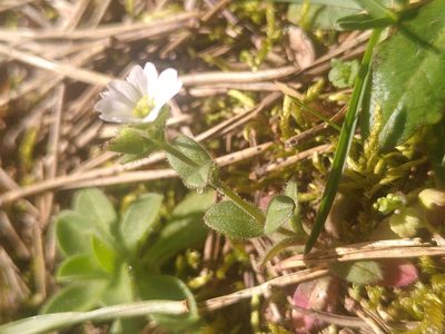 Cerastium gracile, photographed by Yves Bas