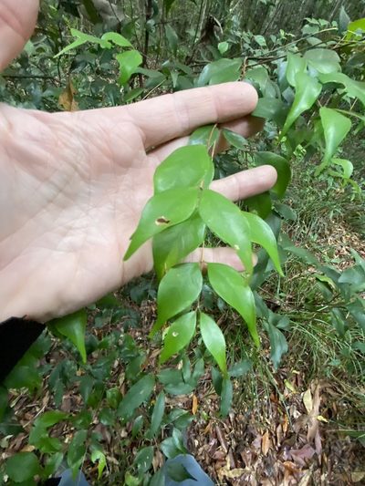 Syzygium luehmannii, photographed by Greg Tasney