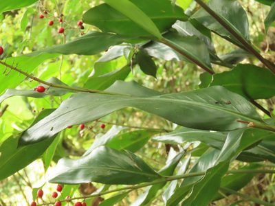 Alpinia intermedia, photographed by chiuluan