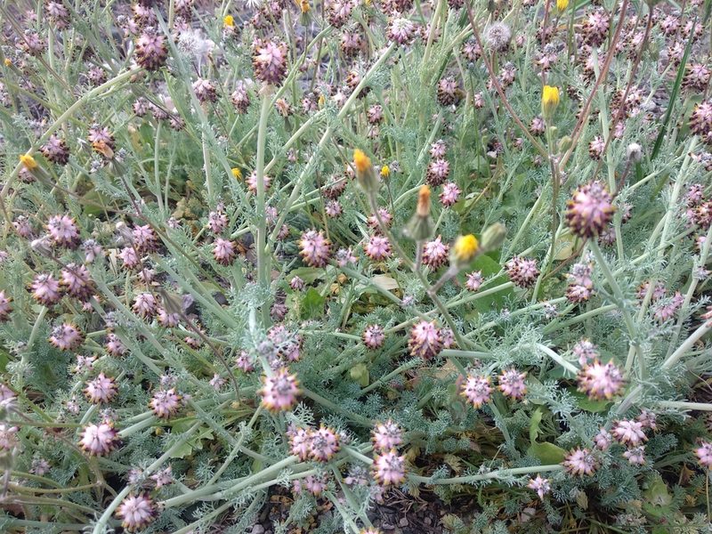 Platycapnos spicatus, photographed by José Antonio León Mangado