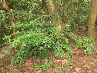 Ilex asprella, photographed by chiuluan