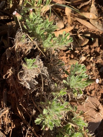 Ixiochlamys cuneifolia, photographed by Guy Taseski