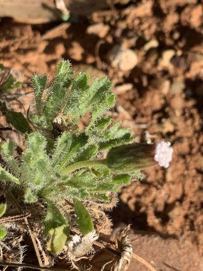 Ixiochlamys cuneifolia, photographed by Guy Taseski