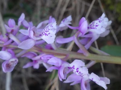Orchis olbiensis, photographed by Ben Costamagna
