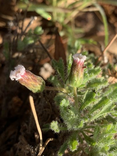 Ixiochlamys cuneifolia, photographed by Guy Taseski
