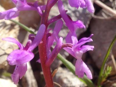 Orchis olbiensis, photographed by Ben Costamagna