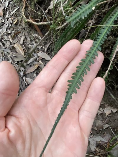 Doodia heterophylla, photographed by Greg Tasney
