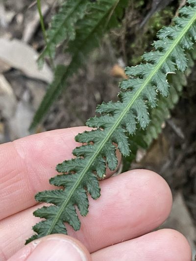 Doodia heterophylla, photographed by Greg Tasney