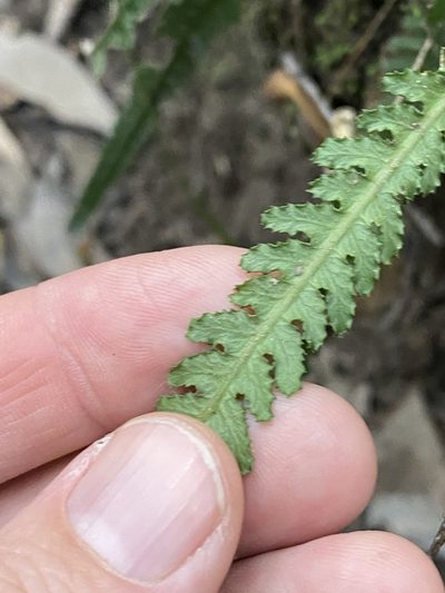 Doodia heterophylla, photographed by Greg Tasney
