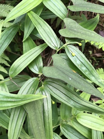 Disporum shimadae, photographed by 鄭雪雲
