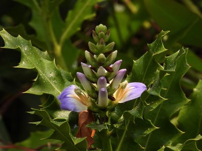 Acanthus ilicifolius, photographed by Stephen Matthews
