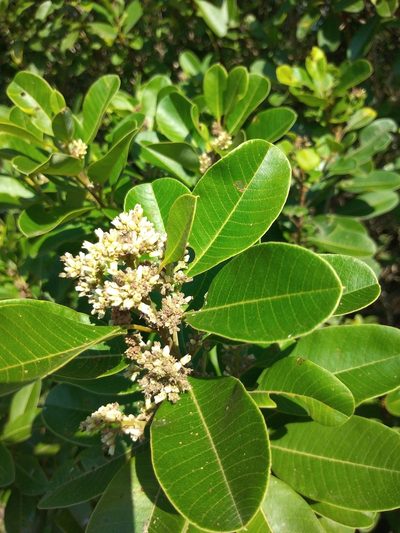 Ozoroa obovata, photographed by Benjamin Fredlund