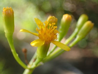 Senecio junceus, photographed by Nicola van Berkel