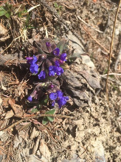 Pulmonaria australis, photographed by Karsten Rohweder