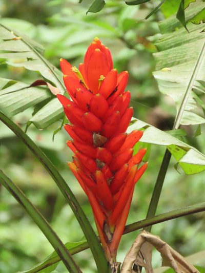 Musa coccinea, photographed by chiuluan