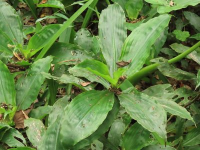 Amischotolype glabrata, photographed by chiuluan