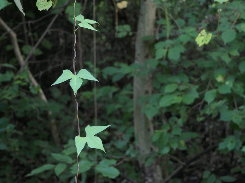 Ipomoea salsettensis, photographed by Dinesh Valke