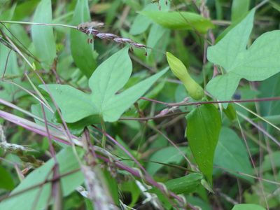 Ipomoea salsettensis, photographed by Dinesh Valke