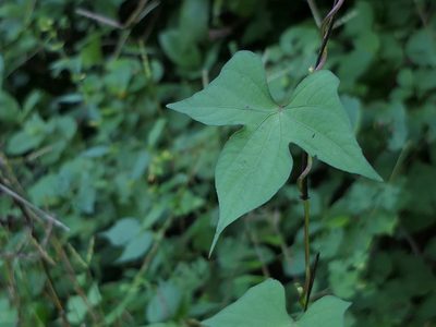 Ipomoea salsettensis, photographed by Dinesh Valke
