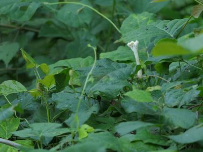 Ipomoea salsettensis, photographed by Dinesh Valke