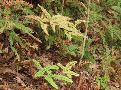 Adiantum flabellulatum, photographed by chiuluan