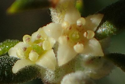 Phylica paniculata, photographed by Nicola van Berkel
