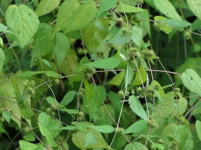 Triumfetta annua, photographed by Dinesh Valke